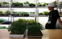 Small marijuana plants, available for sale, are shown in a medical marijuana dispensary in Oakland, California June 30, 2010. (Photo by Robert Galbraith, Reuters)
